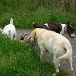 Dog walking in Langbank