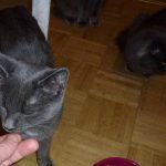 Giving the cat a treat!