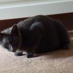 Pregnant Russian blue cat Dash!