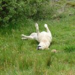 Bonnie just after a swim!