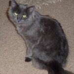 Cat has just had the cream!