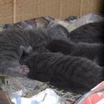 kittens sleeping in their den