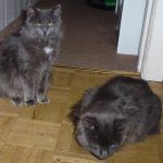 Blue and Buster