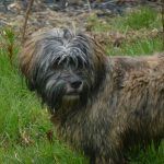 There's a lhasa apso somwhere in this pic!