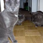 8 month old Russian blue cats