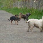 Group dog walking