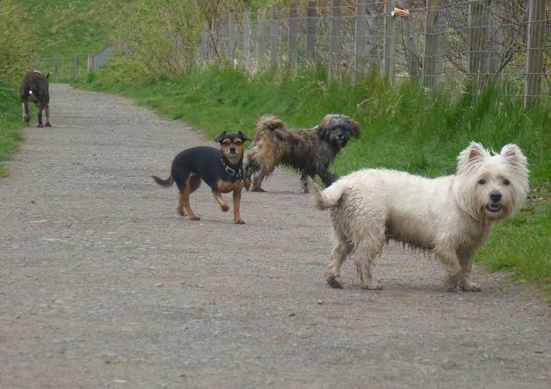 Group dog walking