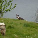 Wilfie keeping and eye on us