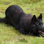 GSD stalking