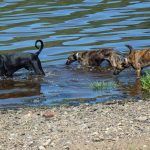 Dogs cooling off!