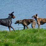 Doberman Rory wants to play!