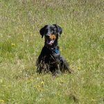 Rory the doberman sitting on the grass!