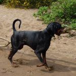 Doberman Rory with large stick