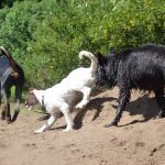 Rory, Nevis and Skye!