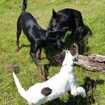 Nevis jumps around the other two!