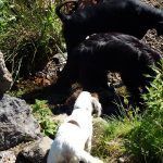 Dogs having a drink