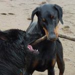 Two dogs share stick!