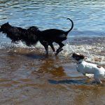 Pup Nevis running after Skye and Rory!