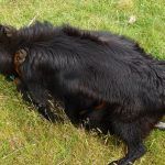 Dogs play fighting on the grass