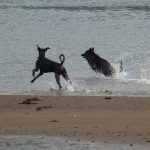 Dogs running through the river