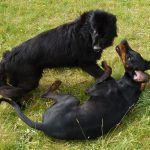 Dogs play fighting