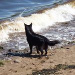 A wave crashing on the beach!