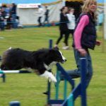 Gleniffer dog agility