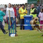 Dog agility