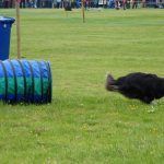 Dog agility