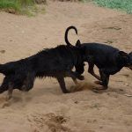 Dogs running on the sand