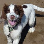 Springer spaniel pup Nevis at the beach!