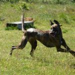 Lurcher Roxy
