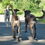 Lurchers and whippets