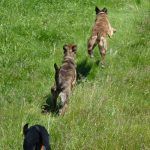 Doberman and lurchers running