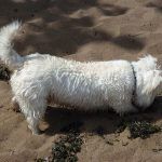 Mack diggin in sand!