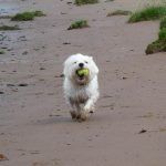 Mack with tennis ball
