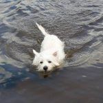 Mack swimming!