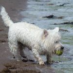 Mack on the sand!