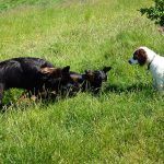 Dogs play fighting on the grass!