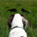 Pup watching dogs run