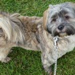 Ruffles at Bishopton day 2012