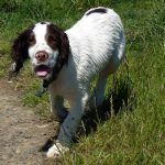 Nevis is just 18 weeks old!