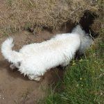 Mack looking down a hole!
