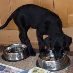 Feeding the puppy during the first puppy visit!