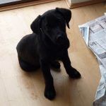 Black lab pup Beau comes in from the rain.