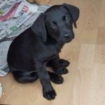 Labrador puppy, Beau!
