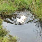 West Mack in pond!