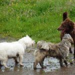 Ruby meeting her two new pack mates!