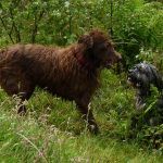 Ruffles has a wee crush on Ruby!