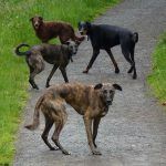 Dog walking the four dogs!